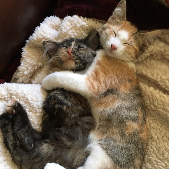 Meet your Posher, Kenzie - Picture 4 of 7